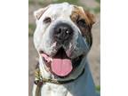 Adopt Dreyfus a White - with Red, Golden, Orange or Chestnut Shar Pei / Mixed