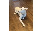 Adopt Ross a Tan/Yellow/Fawn Labrador Retriever / Mixed dog in Alameda