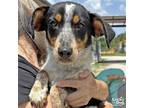 Adopt Emalee a Tricolor (Tan/Brown & Black & White) Beagle / Hound (Unknown
