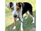 Adopt Ashton a Tricolor (Tan/Brown & Black & White) Beagle / Hound (Unknown