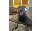 Adopt Molly a Black Labrador Retriever / Mixed dog in San Antonio, TX (41565351)