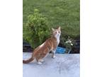 Adopt Bula a Brown Tabby Tabby / Mixed (short coat) cat in West Hills