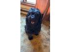 Adopt Murphy a Black Aussiedoodle / Mixed dog in Royalton, IL (41565384)