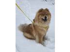 Adopt Suki Spirit Bear a Tan/Yellow/Fawn Chow Chow / Mixed dog in Fairfield