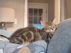 Adopt Coco a Brown Tabby Tabby / Mixed (short coat) cat in Hephzibah