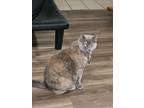 Adopt Daisy a Orange or Red (Mostly) Balinese / Mixed (medium coat) cat in