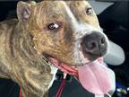 Adopt Tigger a Brindle American Staffordshire Terrier / Mixed dog in Phoenix