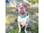 Adopt Cambridge a White Pit Bull Terrier / Mixed dog in Oakland, CA (41565097)