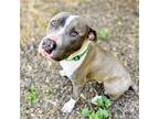 Adopt Cornbread a American Pit Bull Terrier / Mixed dog in Oakland