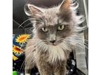 Adopt Garbo a Domestic Mediumhair / Mixed cat in Oakland, CA (41565094)