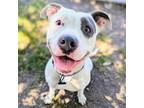 Adopt Reba a White American Pit Bull Terrier / Mixed dog in Oakland