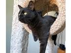 Adopt Breeze a Domestic Shorthair / Mixed (short coat) cat in Springfield