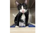 Adopt Clarissa a Black & White or Tuxedo Domestic Shorthair (short coat) cat in