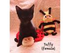 Adopt Taffy a All Black Domestic Shorthair (short coat) cat in Springfield