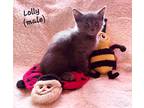 Adopt Lolly a Gray or Blue Russian Blue (short coat) cat in Springfield