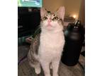 Adopt Madeline a Spotted Tabby/Leopard Spotted Domestic Shorthair (short coat)