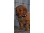 Adopt Cooper a Red/Golden/Orange/Chestnut Golden Retriever / Mixed dog in Casa