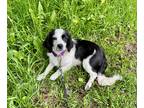 Adopt Casey a Black - with White Springer Spaniel / Shih Tzu / Mixed dog in