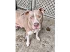 Adopt Blakey a White - with Gray or Silver Pit Bull Terrier / Mixed dog in