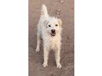 Adopt Clarence a White Cairn Terrier / Poodle (Miniature) / Mixed dog in Casa