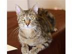 Adopt Zana a Brown Tabby Domestic Shorthair / Mixed (short coat) cat in Mankato