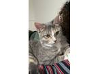Adopt Nala a Calico or Dilute Calico Domestic Shorthair / Mixed (short coat) cat