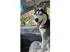 Adopt Max (Husky) a White - with Black Husky / Mixed dog in Valrico