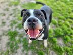 Adopt Lenny a Black - with White Pit Bull Terrier / Mixed dog in Chicago