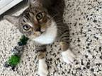 Adopt Bruno a Brown Tabby American Shorthair / Mixed (short coat) cat in