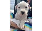 Adopt Chuck a White - with Black Labrador Retriever / Pit Bull Terrier / Mixed