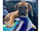 Adopt Charles a Brown/Chocolate Labrador Retriever / Pit Bull Terrier / Mixed