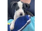 Adopt Char a White - with Black Labrador Retriever / Pit Bull Terrier / Mixed