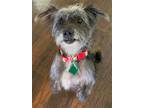Adopt Coco a Gray/Blue/Silver/Salt & Pepper Cairn Terrier / Shih Tzu / Mixed dog