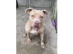 Adopt Cameron a Tan/Yellow/Fawn - with White Pit Bull Terrier / Mixed dog in