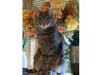 Adopt Layla a Gray, Blue or Silver Tabby Tabby / Mixed (short coat) cat in