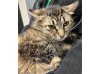 Adopt Prada a Domestic Mediumhair / Mixed cat in Sheboygan, WI (41565235)
