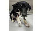 Adopt Cayden a Shepherd (Unknown Type) / Mixed dog in Houston, TX (41565212)
