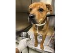 Adopt Jett a Bullmastiff / Mixed dog in Houston, TX (41565210)