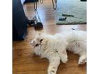 Adopt Emma a White Persian (long coat) cat in San Francisco, CA (41565124)