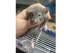 Adopt Five baby boys a Silver or Gray Rat (short coat) small animal in Edinburg