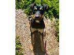 Adopt Bamboo a Pit Bull Terrier / German Shepherd Dog / Mixed dog in Monterey