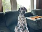 Adopt Charlie Daniels a White - with Black Dalmatian / Mixed dog in Bettendorf