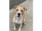 Adopt Biddy a Tan/Yellow/Fawn - with White Pit Bull Terrier / Mixed dog in