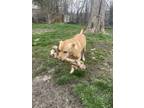 Adopt Peaches a Tan/Yellow/Fawn - with White Mutt / Mixed dog in Mukwonago