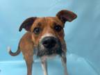 Adopt Brownie a Parson Russell Terrier, Mixed Breed