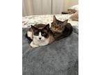 Adopt Mocha and Merlin a White (Mostly) Snowshoe / Mixed (short coat) cat in