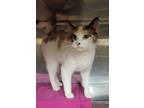 Adopt Sadie a White (Mostly) Domestic Shorthair (short coat) cat in Hibbing