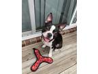 Adopt Douglas a Black - with White Boston Terrier / Mixed dog in Cookeville
