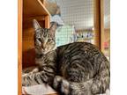 Adopt Lydia a Gray, Blue or Silver Tabby Domestic Mediumhair (medium coat) cat