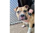 Adopt Pavlova a Tan/Yellow/Fawn - with White Pit Bull Terrier / Mixed dog in